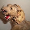 Astounding Early Folk Art Lion Collection Jim Linderman