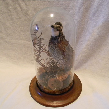Quail taxidermy unknown maker but piece is from 1940 - Animals
