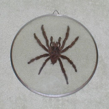 Brazilian Tarantula - Taxidermy - Animals