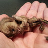 Real mummified marmoset