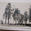 "Buck In The Velvet"
