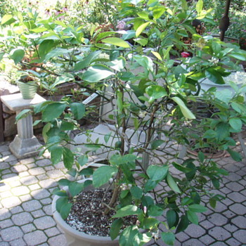 Our Lemon Tree War - Photographs