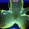 Vintage Murano Clover Bowl Uranium Controlled Bubbles