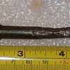 What is this nail?  Pulled from a utility pole years ago