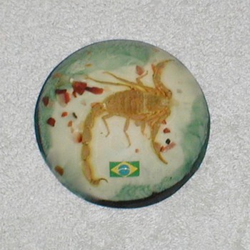Scorpion paperweight - Taxidermy - Animals
