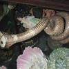 my Cobra, it is real