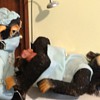  A Day at the Drs Office!!Monkey Giving Birth and Monkey Getting a shot .
