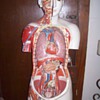 Medical torso.