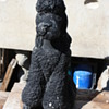 Pepe the French Garden Poodle