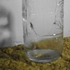 rare factory defect pepsi-cola bottle