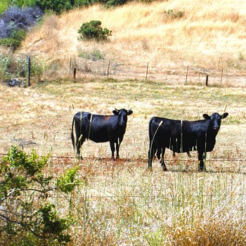 California Happy Cows! - Photographs