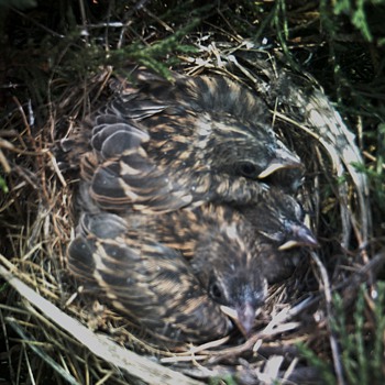 Tiny Birds In A Tiny Nest - Animals