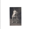 VINTAGE POSTCARDOF A DOG