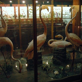 Fairbanks Museum - Vermont - Victorian Era