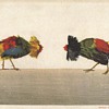 UNUSUAL POSTCARDS