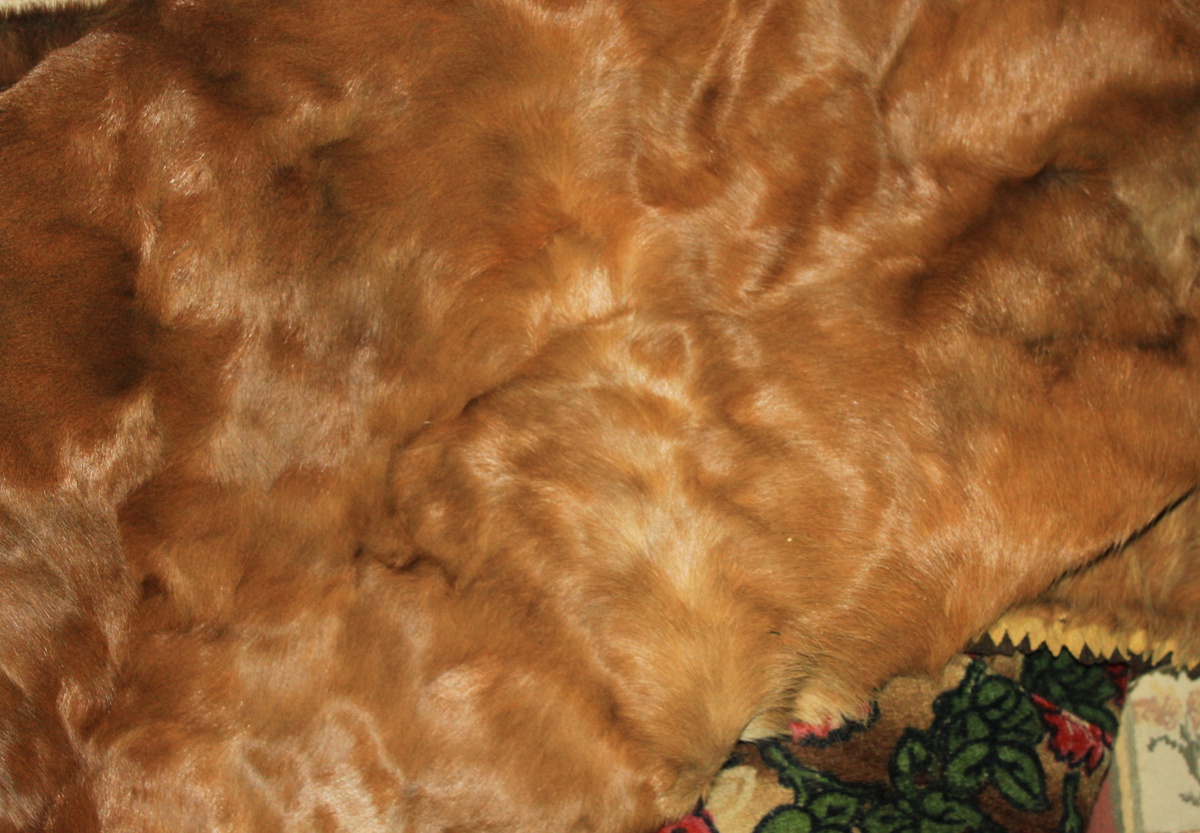 Old Horse Hair Blanket Collectors Weekly