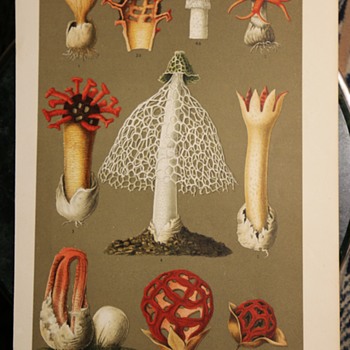 German Chromolithograph of Interesting Fungi - Visual Art