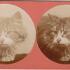 Cat Stereoview Stereograph Collection Jim Linderman