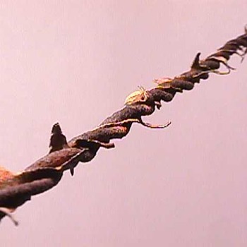 1882 BATES BARBED WIRE - Tools and Hardware