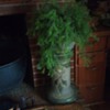 Rosville Mostique Jardiniere 