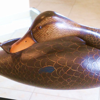 Black Duck With Great Detail