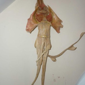 Jenny Haniver - Animals