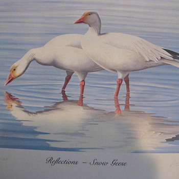 SNOW GEESE AND PINTAILS (A Painting in Limited Edition Print )  - Posters and Prints
