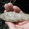 Gulf coast arrowheads