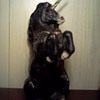 The Black Stallion Of Unicorns