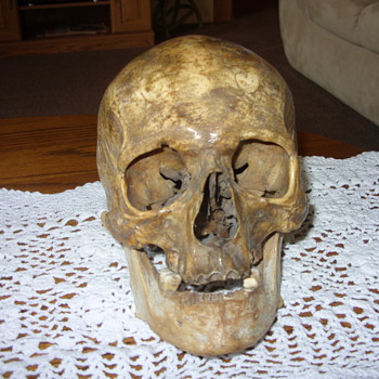 old human skull