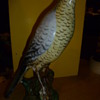 1950's ? Italian pottery bird statue