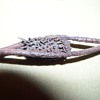 Antique Barbed wire