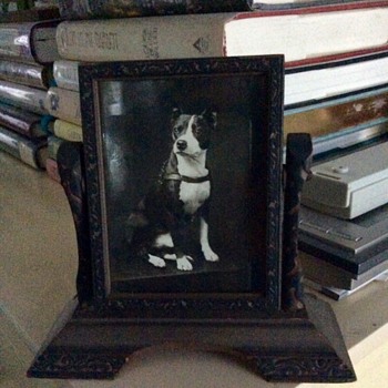 Old Swing Frame ~~ Sweet Old Dog - Animals