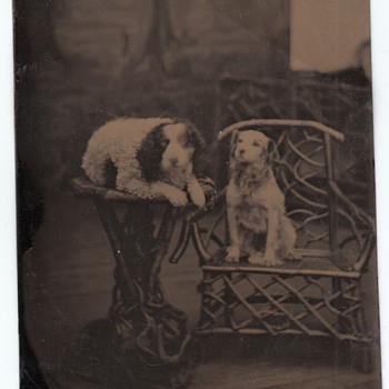 Two Well-Trained Dogs Tintype Collection Jim Linderman