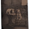 Two Well-Trained Dogs Tintype Collection Jim Linderman