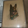 Pencil Drawing~Police Dog