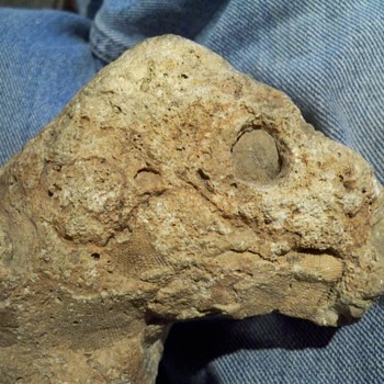 lizard fossil
