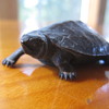 A Signed Turtle Bronze