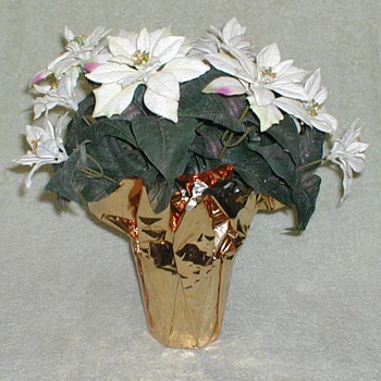 Christmas - White Poinsettia - Christmas