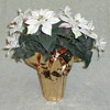 Christmas - White Poinsettia