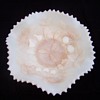 Scarce Northwood Fruits & Flowers Variant Slag Custard with Nutmeg
