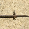 Bobbed Wire