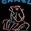 Camel Joe Neon