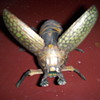  German wind up lehmann bug