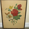 Botanical Prints