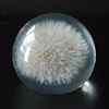 Dandelion Resin Paperweight 