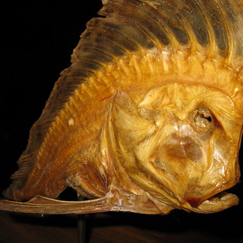 My mystrey fish - Animals