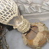 Antique Hot Air Balloon Christmas Ornament with a 1886 light bulb..HELP