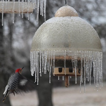 Icicle laden Big Top bird feeder delimma : ) - Animals