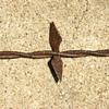 More Antique Barbed Wire